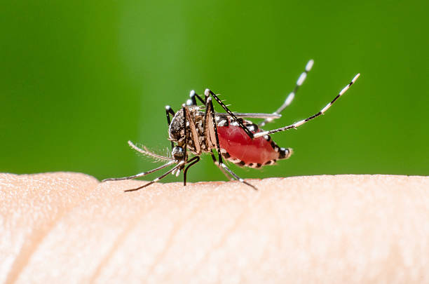 istock Bloodsucking Mosquito on hand with green background. 508855951