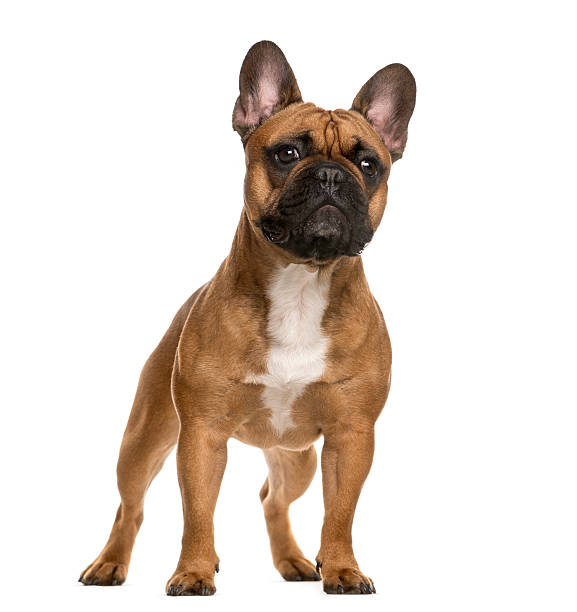 istock French Bulldog standing in front of a white background 508856016
