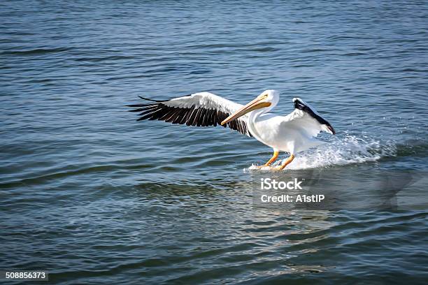 Feeding Time Stock Photo - Download Image Now - Animal Wildlife, Horizontal, No People