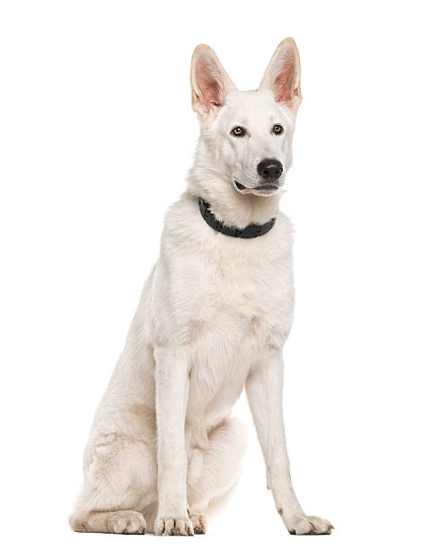 istock Swiss Shepherd dog sitting in front of a white background 508856578