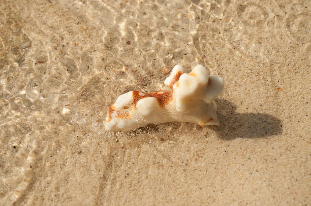 istock Coral on the sandy beach 508856719