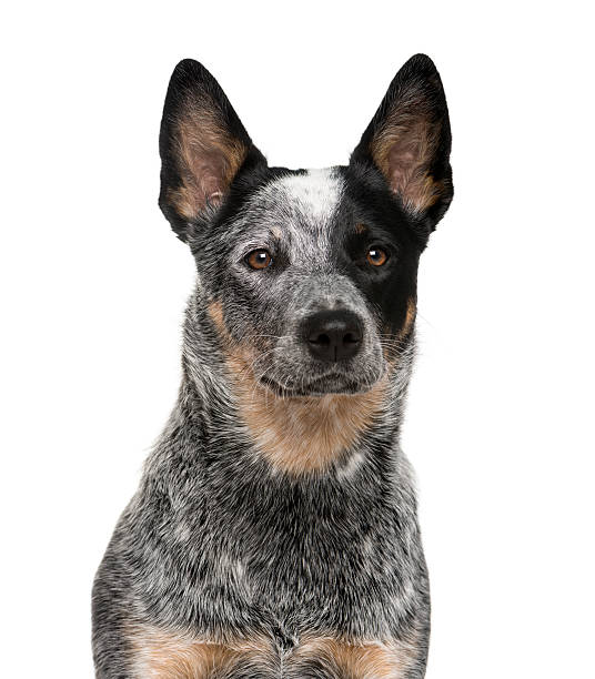 istock Close-up of an Australian Cattle Dog 508856852