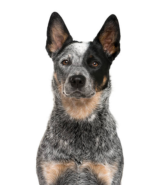 istock Close-up of an Australian Cattle Dog 508856936