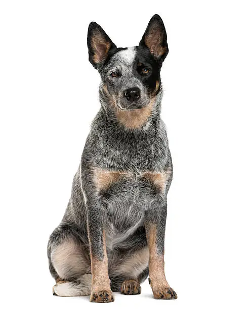 Australian Cattle Dog sitting in front of a white background