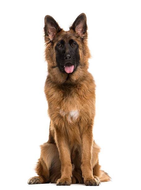 istock German Shepherd sitting in front of a white background 508857290