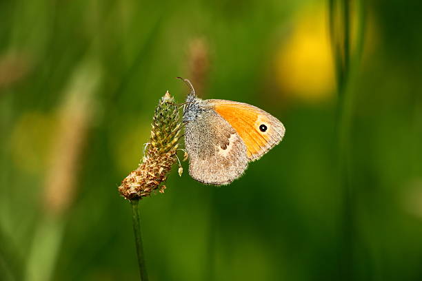 istock One colorful butterfly in green grass 508857481