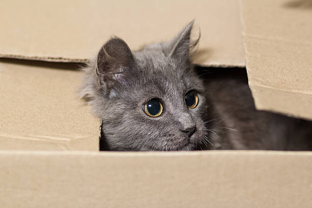 istock Gray kitten peeking out from a cardboard box 508857640