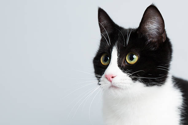 Cute Black and White Cat