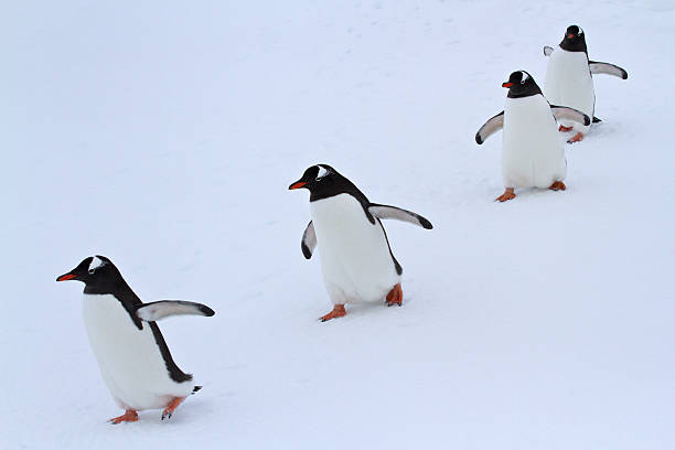 istock Gentoo penguin group walking in the snow Antarctic islands 508858079