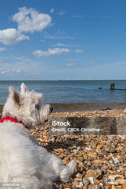 West Highland White Terrier On A Beach Stock Photo - Download Image Now - Whitstable, Beach, Dog