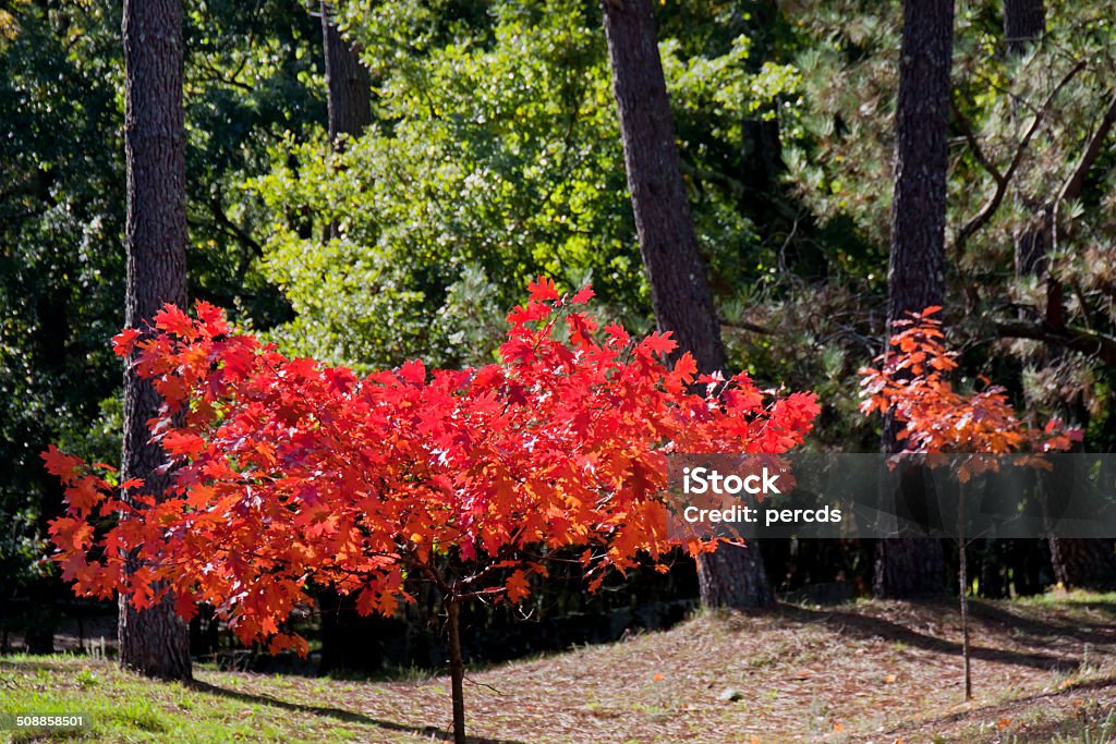 Rojo leaved árbol - Foto de stock de Aire libre libre de derechos