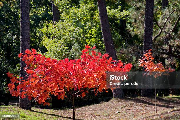 Rojo Leaved Árbol Foto de stock y más banco de imágenes de Aire libre - Aire libre, Ajardinado, Belleza de la naturaleza