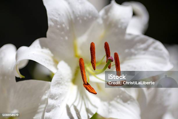 White Lily Closeup Stamens And Pistil Stock Photo - Download Image Now - Cilium, Flower, Flower Stigma