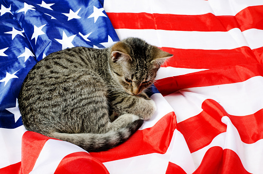 cute kitten and the usa flag
