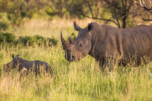 Rhino mother and baby