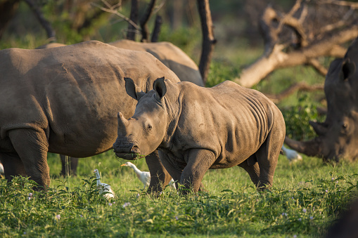 A young Rhino teenager grazing