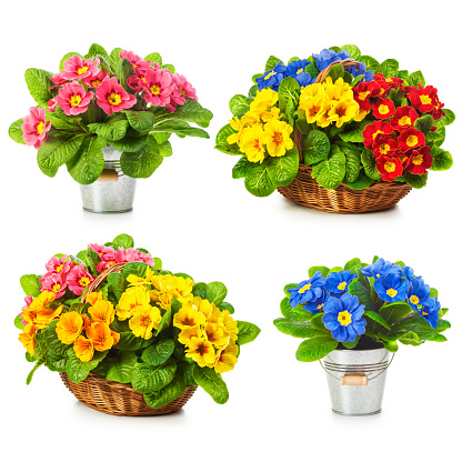 Primula spring flowers in basket and bucket collection isolated on white background