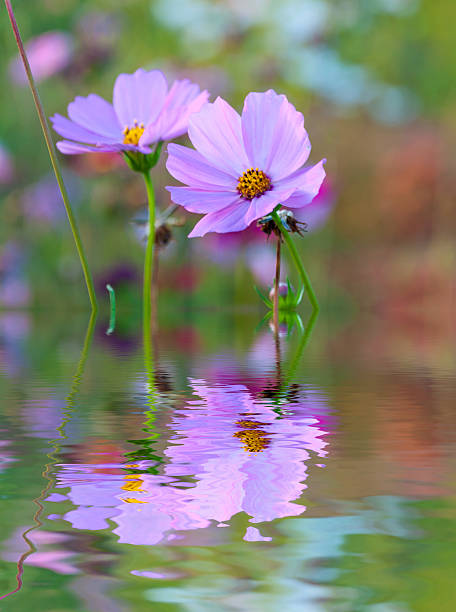 ripple acqua e riflessioni di flora sull'acqua - nature ripple summer plant foto e immagini stock