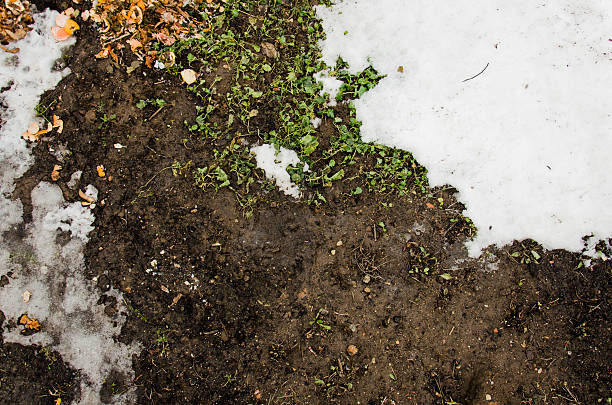istock Melted Dirt  snow on a field.  background. Ground texture with 508877516