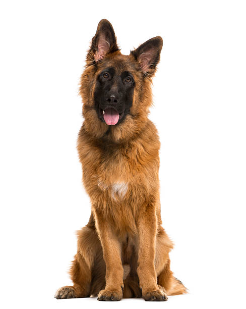 istock German Shepherd sitting in front of a white background 508877536