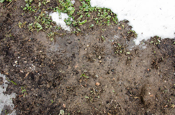 istock Melted Dirt  snow on a field.  background. Ground texture with 508877550