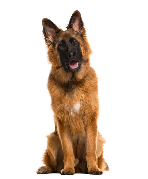 istock German Shepherd sitting in front of a white background 508877604