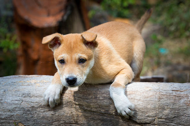 犬 ストックフォト