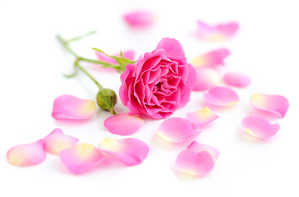 istock Pink rose and petals on a white background 508878302