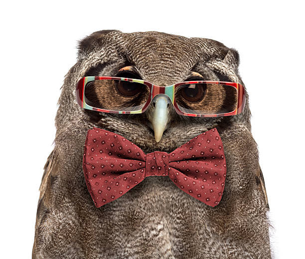 istock Verreaux's eagle-owl, Bubo lacteus, wearing glasses and a bow tie 508878418