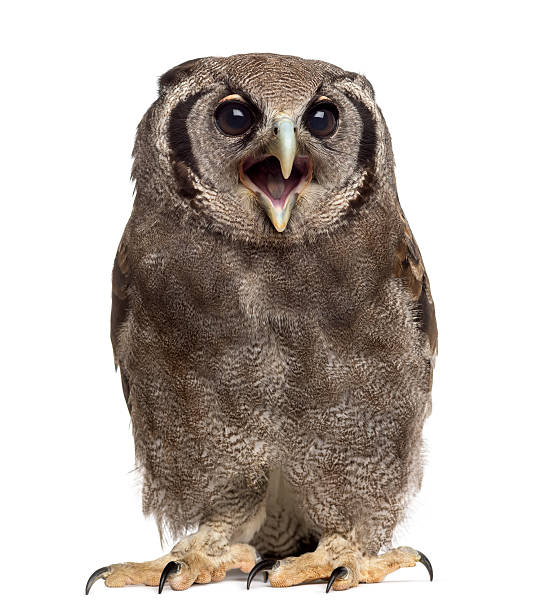 istock Verreaux's eagle-owl - Bubo lacteus (3 years old) 508879030