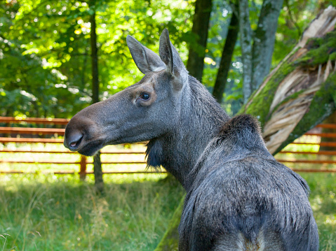 Eurasian elk profile, Alces alces, Bialowieza Primeval Forest, Poland