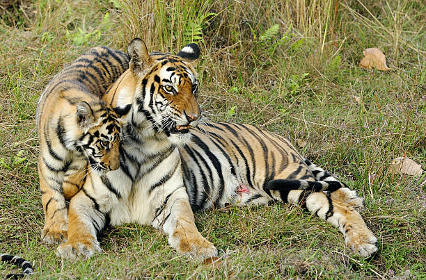 istock Tigress with a kitten on a grass. 508879518