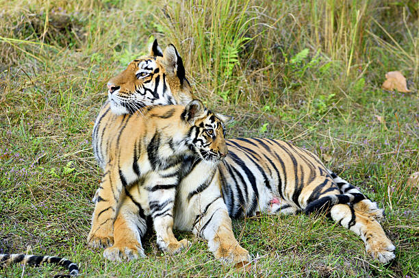 istock Tigress with a kitten on a grass. 508879832