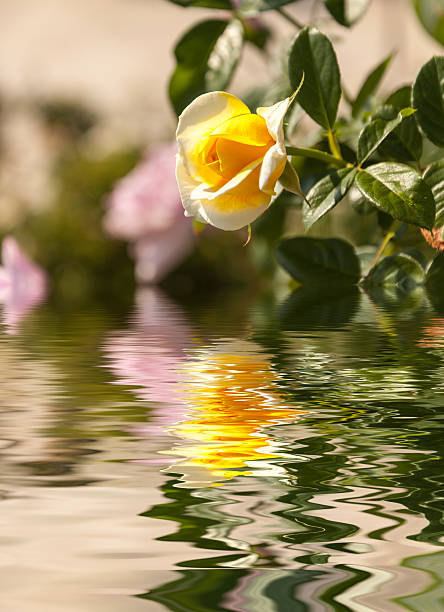 Water Ripple and reflections of Flora on water with beauty natural background