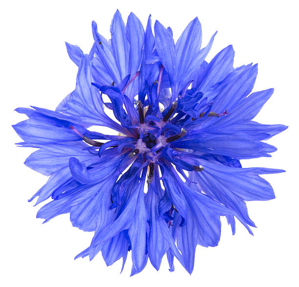 istock Cornflower, Cyanus segetum isolated on white background 508880868