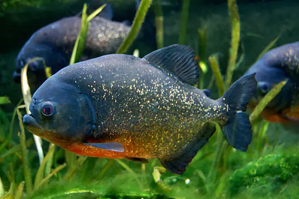 A group of Red-Bellied Piranha Pygocentrus nattereri fish swimming amongst the reeds in a large aquarium tank.