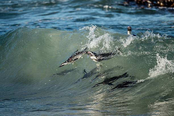 istock African penguins swimming in ocean wave. 508881944
