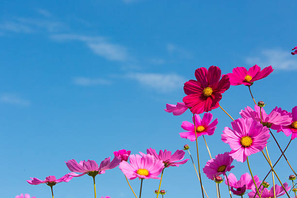 istock Beautiful pink flowers and Blue sky 508882710