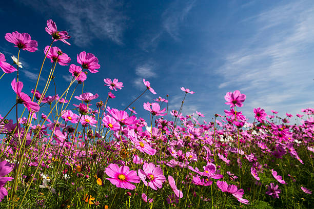 istock Beautiful pink flowers and Blue sky 508882804