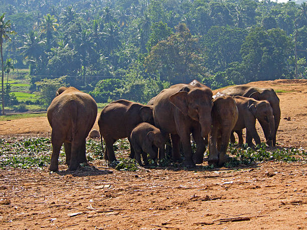 istock Herd of elephants at the orphanage 508882807