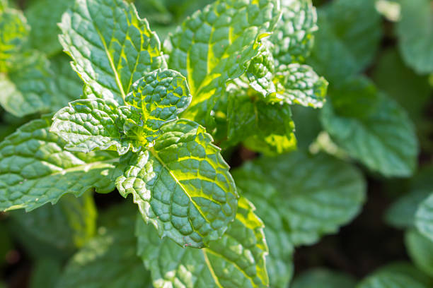 istock close up vegetables and mint of farm 508882934