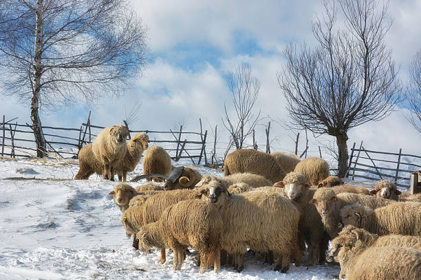 istock flock of sheep 508883190
