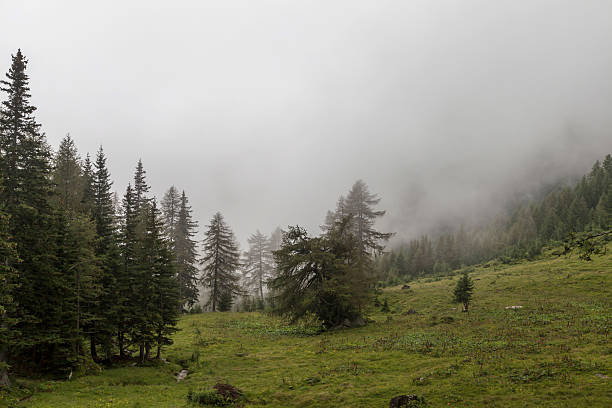 istock Alpine pasture in the fog 508884194