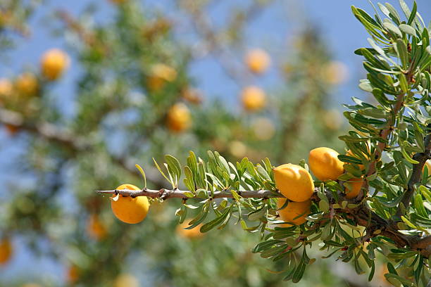 istock Fruits of Argan tree 508884525