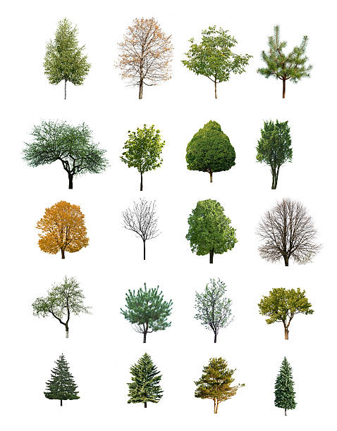 trees isolated stock photo