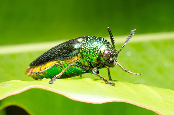 istock Beautiful Jewel Beetle or Metallic Wood-boring (Buprestid) on green leaf. 508884607