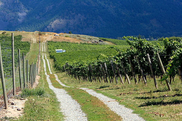 British Vineyards Surrey - Kent