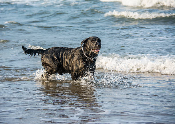 istock Black Labrador dog playing in sea 508885089