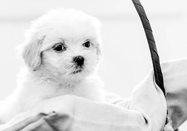 Lhasa Apso puppy resting stock photo