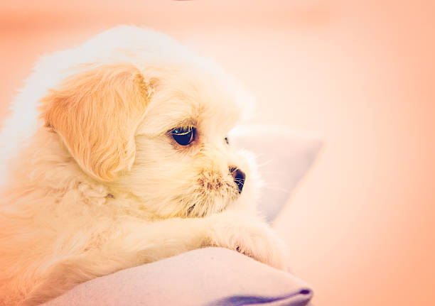 Lhasa Apso puppy resting stock photo